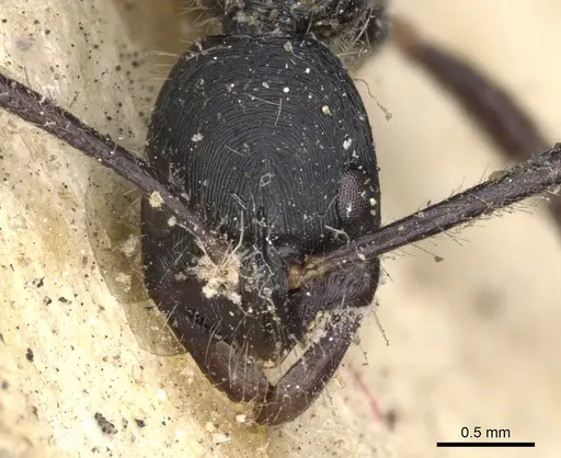 Leptogenys diminuta - CASENT0901351