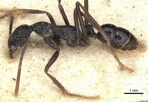 Leptogenys diminuta - CASENT0901351