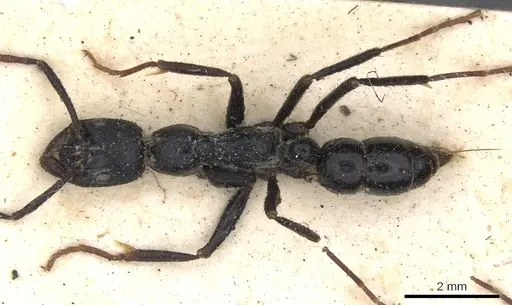 Leptogenys diminuta - CASENT0901352