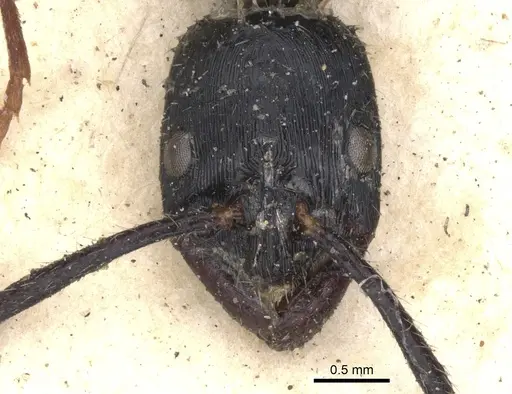 Leptogenys diminuta - CASENT0901352