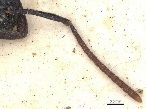 Leptogenys diminuta - CASENT0901352