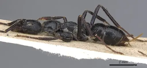 Leptogenys diminuta - CASENT0901352