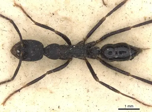 Leptogenys diminuta - CASENT0901353