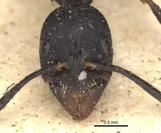 Leptogenys diminuta - CASENT0901353