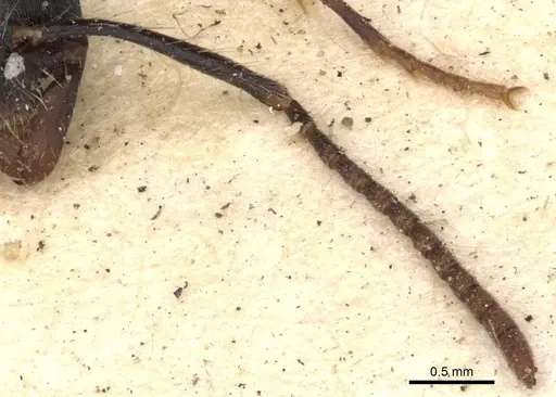 Leptogenys diminuta - CASENT0901353