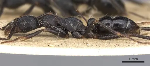 Leptogenys diminuta - CASENT0901353