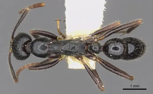 Leptogenys diminuta - CASENT0902614