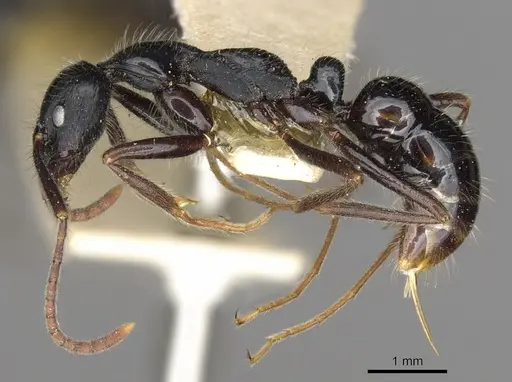 Leptogenys diminuta - CASENT0902614