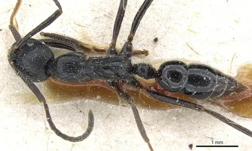 Leptogenys diminuta - CASENT0903962