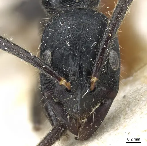 Leptogenys diminuta - CASENT0903962