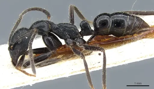 Leptogenys diminuta - CASENT0903962