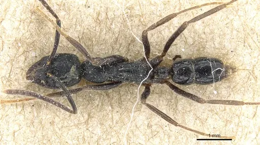 Leptogenys diminuta - CASENT0903963