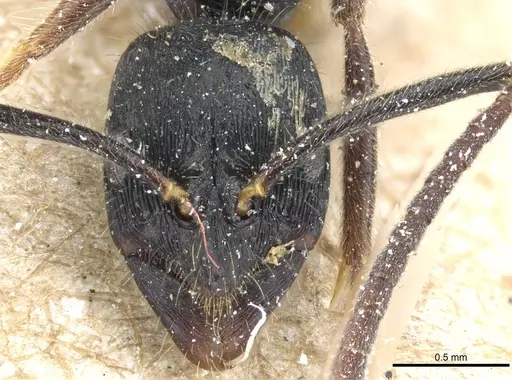 Leptogenys diminuta - CASENT0903963