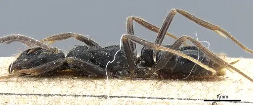 Leptogenys diminuta - CASENT0903963