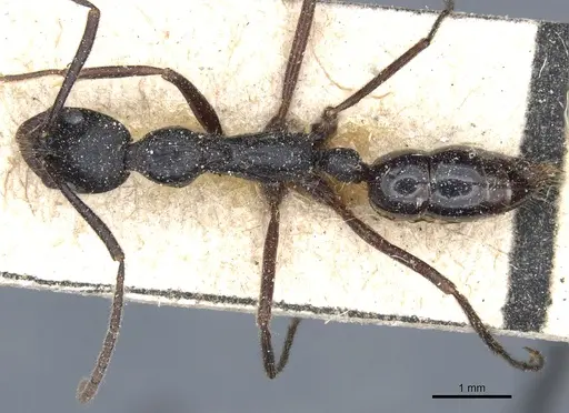 Leptogenys diminuta - CASENT0903964