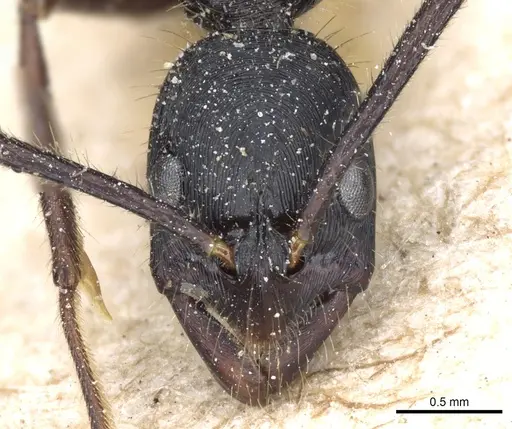 Leptogenys diminuta - CASENT0903964