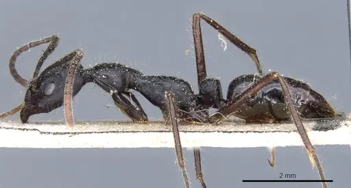 Leptogenys diminuta - CASENT0903964