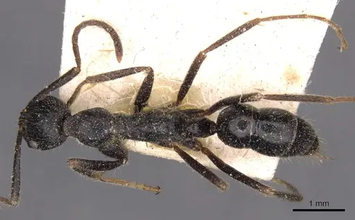 Leptogenys diminuta - CASENT0907366