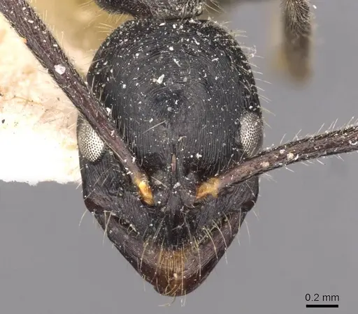 Leptogenys diminuta - CASENT0907366