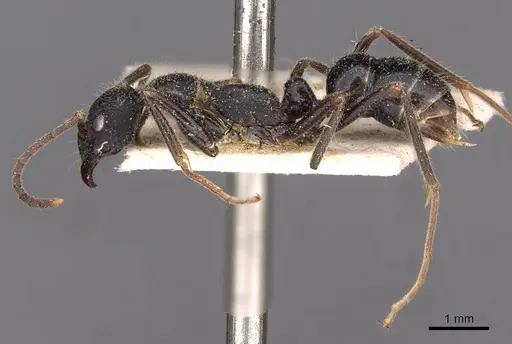 Leptogenys diminuta - CASENT0907366