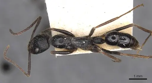 Leptogenys diminuta - CASENT0907367