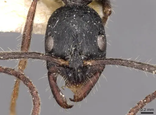 Leptogenys diminuta - CASENT0907367