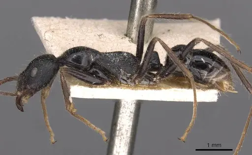 Leptogenys diminuta - CASENT0907367