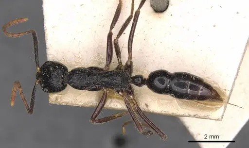 Leptogenys diminuta - CASENT0907368