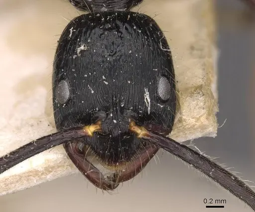 Leptogenys diminuta - CASENT0907368