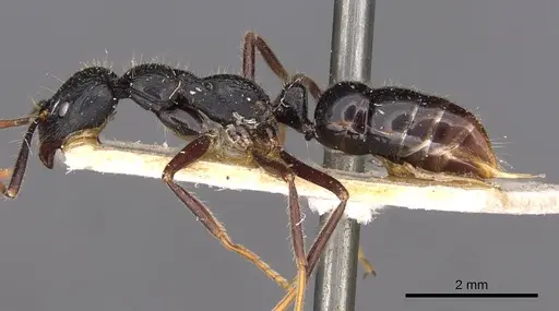 Leptogenys diminuta - CASENT0907368