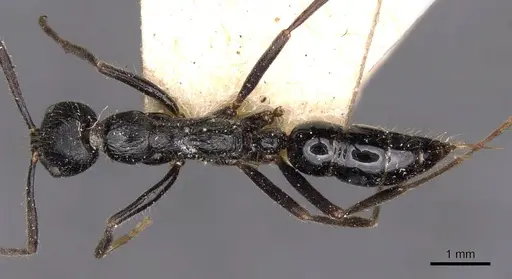 Leptogenys diminuta - CASENT0907369