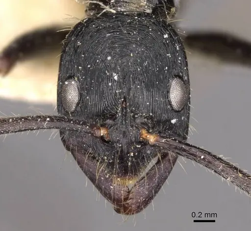 Leptogenys diminuta - CASENT0907369