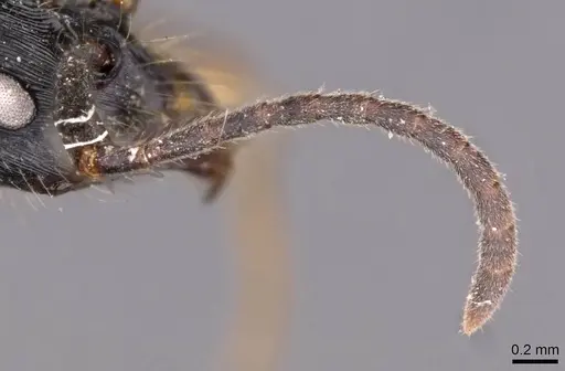 Leptogenys diminuta - CASENT0907369