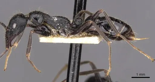 Leptogenys diminuta - CASENT0907369