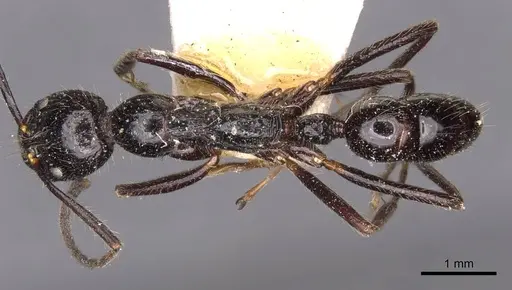 Leptogenys diminuta - CASENT0907370