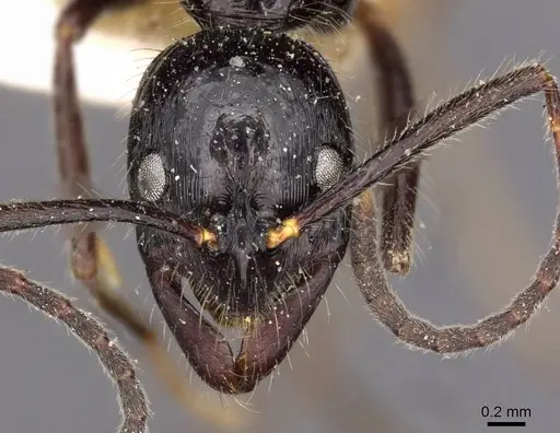 Leptogenys diminuta - CASENT0907370