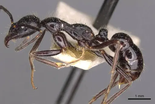 Leptogenys diminuta - CASENT0907370