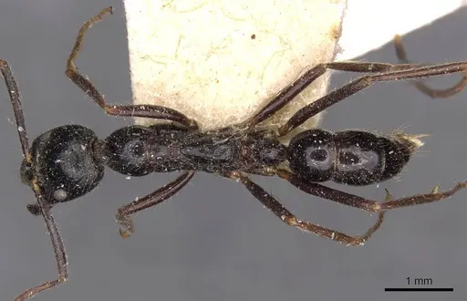 Leptogenys diminuta - CASENT0907371