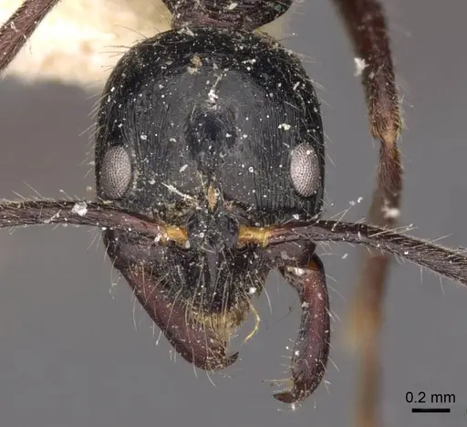 Leptogenys diminuta - CASENT0907371