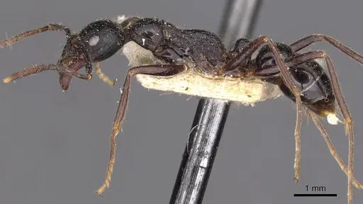 Leptogenys diminuta - CASENT0907371