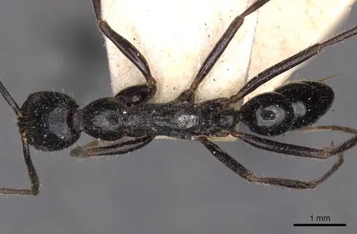 Leptogenys diminuta - CASENT0907372