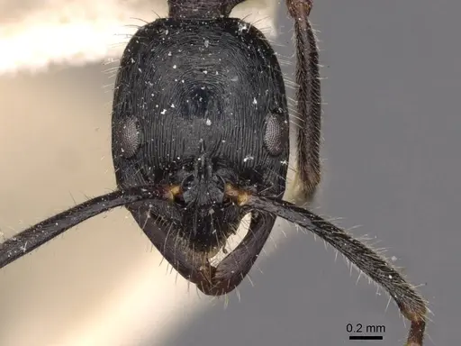 Leptogenys diminuta - CASENT0907372