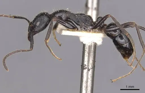 Leptogenys diminuta - CASENT0907372