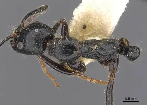 Leptogenys diminuta - CASENT0907373