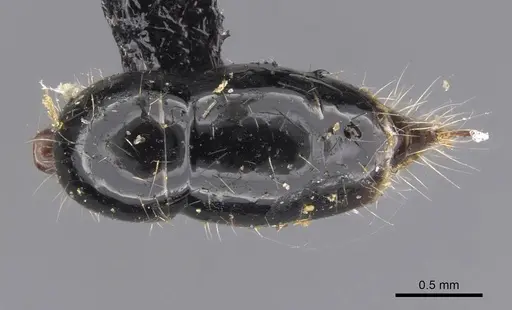 Leptogenys diminuta - CASENT0907373