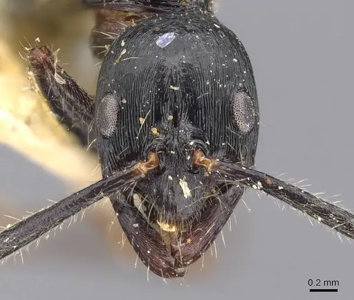 Leptogenys diminuta - CASENT0907373