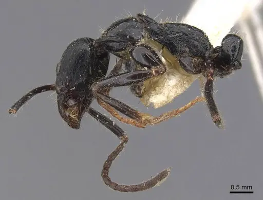 Leptogenys diminuta - CASENT0907373