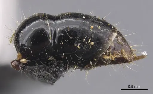 Leptogenys diminuta - CASENT0907373