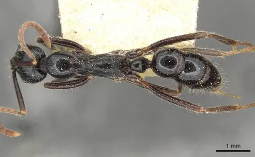 Leptogenys diminuta - CASENT0915221