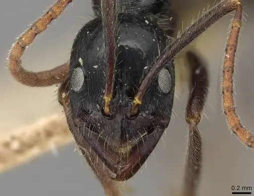Leptogenys diminuta - CASENT0915221